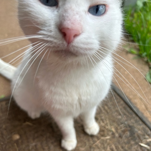 Meet your Posher, Paisyn - Picture 10 of 13